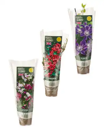 Roots & Blooms Climbing Plants