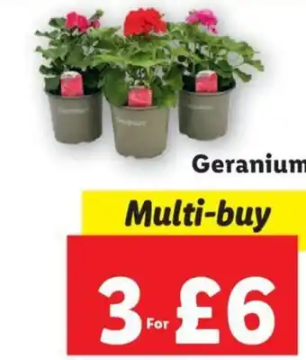 Lidl Geranium offer