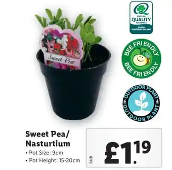 Lidl Sweet Pea/ Nasturtium offer