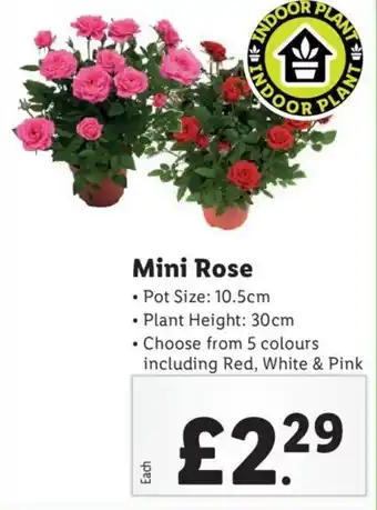 Lidl Mini Rose offer