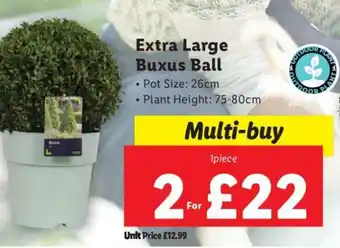 Lidl Extra Large Buxus Ball offer