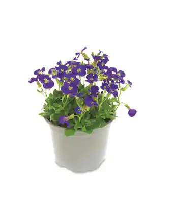 Aldi Spring Alpine Collection offer