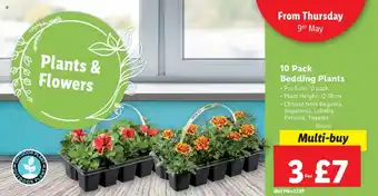 Lidl 10 Pack Bedding Plants offer