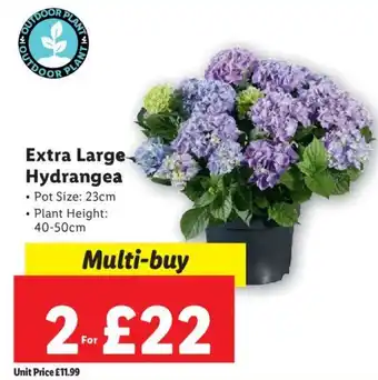 Lidl Extra Large Hydrangea offer