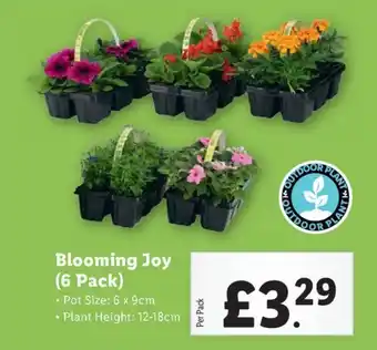 Lidl Blooming Joy (6 Pack) offer