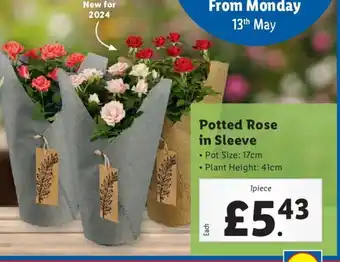 Lidl Potted Rose in Sleeve offer