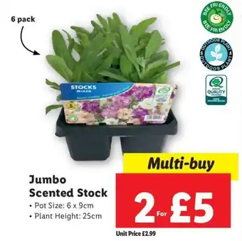 Lidl Jumbo Scented Stock offer