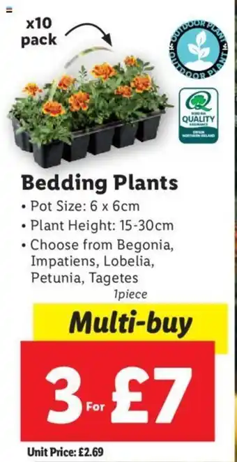 Lidl Bedding Plants offer