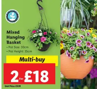 Lidl Mixed Hanging Basket offer