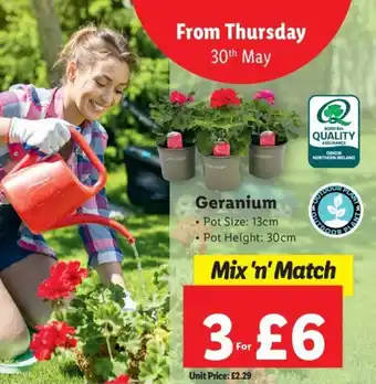 Lidl Geranium offer