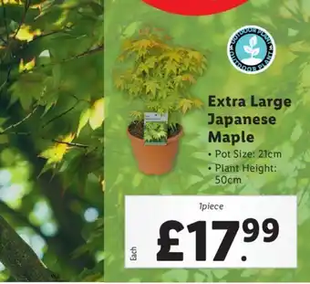 Lidl Extra Large Japanese Maple offer