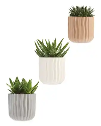 Aldi Aloe Vera in Ceramic 12cm offer