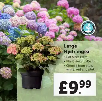 Lidl Large Hydrangea offer