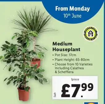 Lidl Medium Houseplant offer