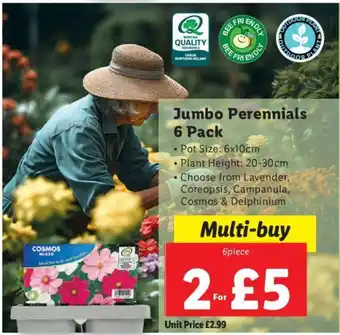 Lidl Jumbo Perennials 6 Pack offer