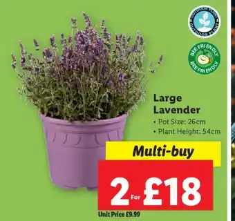 Lidl Large Lavender offer