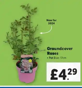 Lidl Groundcover Roses offer