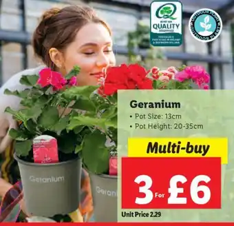 Lidl Geranium offer