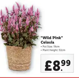 Lidl "Wild Pink" Celosia offer