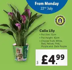 Lidl Calla Lily offer