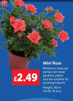 Lidl Mini Rose offer