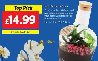 Lidl Bottle Terrarium offer