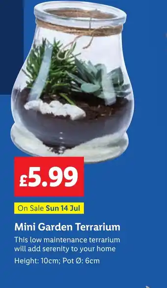 Lidl Mini Garden Terrarium offer