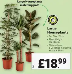 Lidl Large Houseplants offer