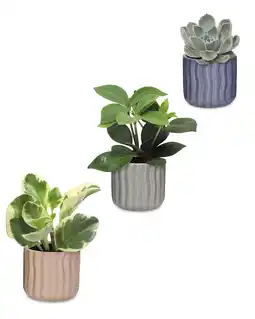 Aldi Succulent in Ceramic offer