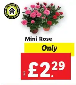 Lidl Mini Rose offer