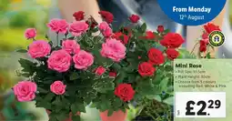 Lidl Mini Rose offer