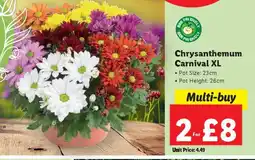 Lidl Chrysanthemum Carnival XL offer