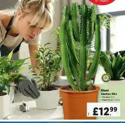 Lidl Giant Cactus Mix offer