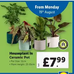 Lidl Houseplant in Ceramic Pot offer