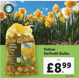 Lidl Yellow Daffodil Bulbs offer