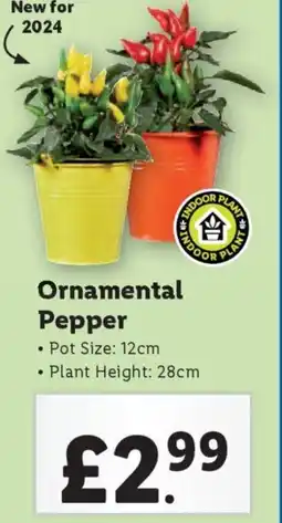 Lidl Ornamental Pepper offer