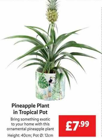 Lidl Pineapple Plant In Tropical Pot offer