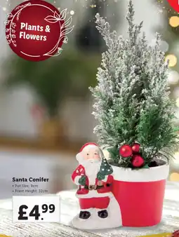 Lidl Santa Conifer offer