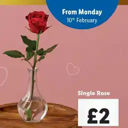 Lidl Single Rose offer