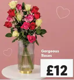 Lidl Gorgeous Roses offer