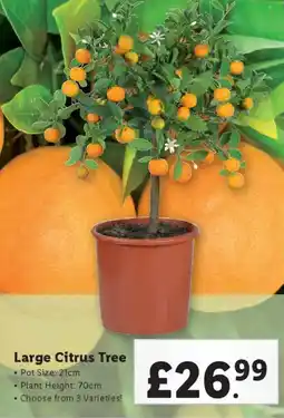 Lidl Large Citrus Tree offer