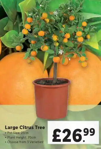 Lidl Large Citrus Tree offer