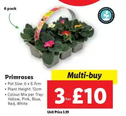 Lidl Primroses offer