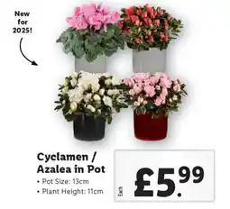 Lidl Cyclamen / Azalea in Pot offer