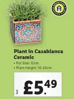 Lidl Plant in Casablanca Ceramic offer