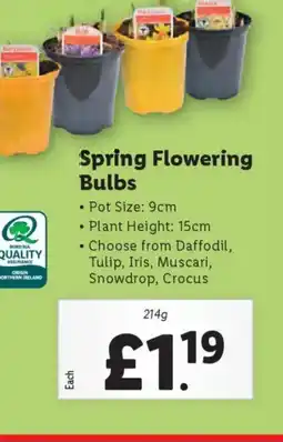 Lidl Spring Flowering Bulbs offer