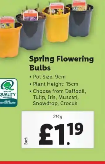 Lidl Spring Flowering Bulbs offer