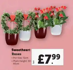 Lidl Sweetheart Roses offer