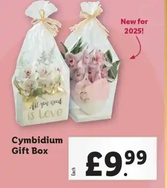 Lidl Cymbidium Gift Box offer