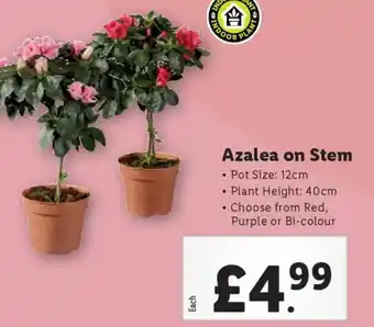 Lidl Azalea on Stem offer